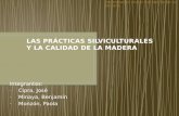 Las Prácticas Silviculturales y La Calidad de La Madera