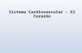 Sistema Cardiovascular Corazon