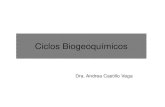 3 Ciclos Biogeoquímicos (1)