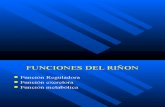 2 Fisiologia Renal
