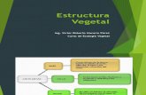 Presentacion Estructura Vegetal