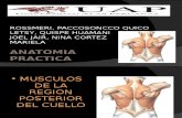 Musculos de La Region Posterior Del Cuello (2)