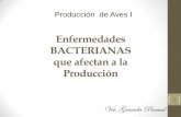 Aves 9 Bacterias