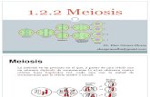 1.2.2 Meiosis.pdf