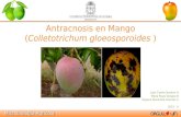 Antracnosis en Mango