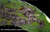 Coccus Cactis