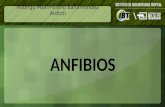 Anfibios IBT