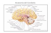 Anatomía Del Cerebelo