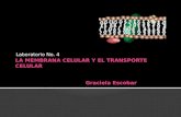 La Membrana Celular y El Transporte Celular