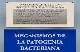 Patogénesis de La Infección Bacteriana (1)