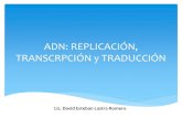 ADN, Replicación, Transcripción y Traducción.
