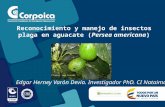 Edgar Herney Varón Devia. Investigador PhD. CI Nataima Reconocimiento y manejo de insectos plaga en aguacate (Persea americana) Fuente: Luis Caicedo.