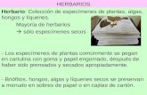 HERBARIOS Herbario: Colección de especímenes de plantas, algas, hongos y líquenes. Mayoría de herbarios  sólo especímenes secos - Los especímenes de plantas.