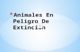 Animales en peligro de extinción en Argentina . Chinchilla de cola larga. Foca de Casco. Guacamayo verde. Pingüino de Penacho Amarillo. Tiburón toro.