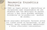 Neumonía Enzoótica Porcina En 1965 se logra aislar e identificar al mycoplasma como responsables de una neumonía que fue descripta en muchos países y que.