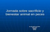 Jornada sobre sacrificio y bienestar animal en peces 25 DE MAYO DE 2OO9 Pilar León DGRAGMARM.