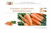 Guia Del Cultivo de La Zanahoria