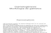 4.Gametogénesis y Morfologia de Gametos.ppt