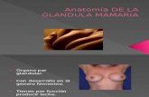 Anatomia Fisiologia y Lactancia de La Glandula Mamaria
