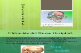 Clase 2 Occipital