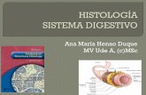 Clase Sistema Digestivo