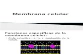 Membrana Celular Biologia