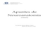 guia de practicas de neuroanatomia