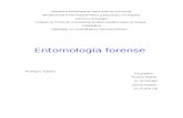 Trabajo  entomologia forence