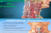 Tiroides paratoroides y esofago