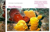 Poríferos NOME:CLARA GUERRA, FLAVIA ROSA, RENATO MANZINI E JOAO PEDRO SEPULVIDA TURMA:7M3 PROFESSORA:ELIANA Animais invertebrados.