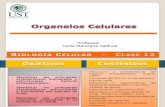 Clase 12 - Organelos Celulares