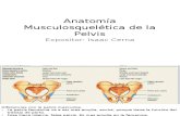 Anatomía Musculosquelética de La Pelvis