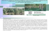 Proyecto para el establecimiento de plantaciones comerciales y reforestaciones.pdf