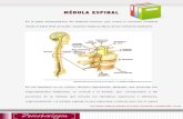 Lectura Semana 7- Medula Espinal