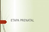 Version 1 Etapa Prenatal