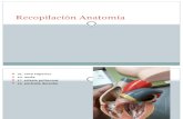 Recopilación Anatomía 1