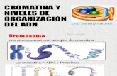 CG17 Cromatina Niveles de Organización