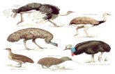 Enciclopedia .Ilustrada de Aves