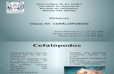 Cefalópodos - Paleontología