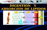 Clase 10. Digestion Lipidos