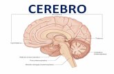 Clase 12 Cerebro - Cerebelo - Sist. Ventric. (1)