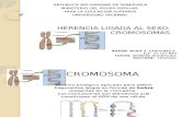 Herencia Ligada Al Sexo Cromosomas