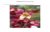 Pereidolia Floral
