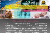 Núcleo e información genética 2_.ppt