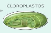 Cloroplastos Expo