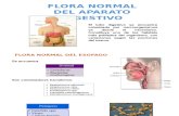 Flora Normal Del Aparato Digestivo