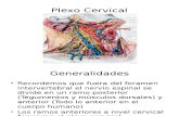 18. Plexo Cervical