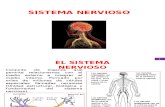 Sistema nervioso del cuerpo humano.