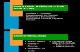 Fisiologia Humana- Fisología Reproductiva I
