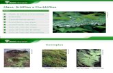 Algas Verdes Pardas e Vermelhas Briófitas e Pteridófitas - 7º ano.ppt